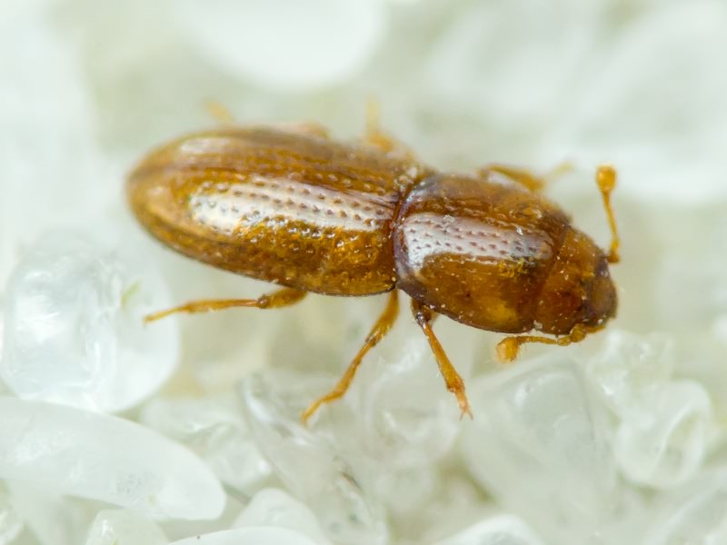 Anommatus Wesmael, 1835